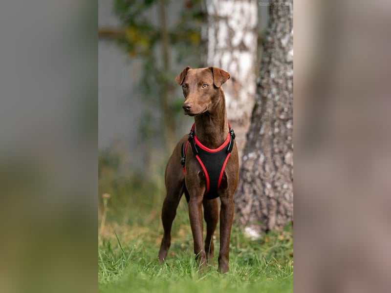 Liebenswerter Tommy sucht seine Familie