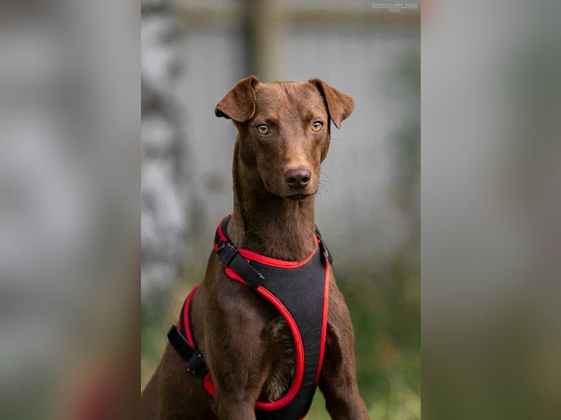 Liebenswerter Tommy sucht seine Familie