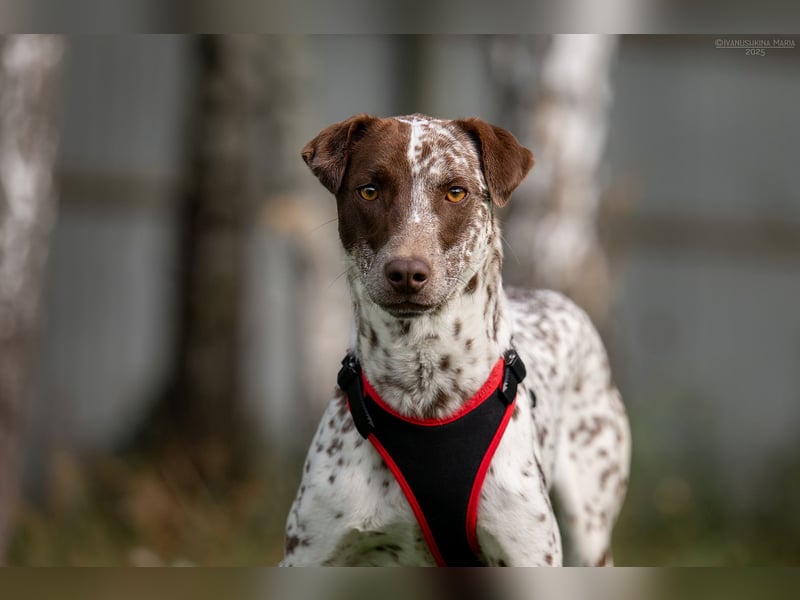 Hübsche Kira sucht liebevolles Zuhause Hübsche Kira sucht liebevolles Zuhause