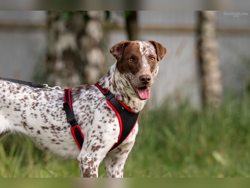 Hübsche Kira sucht liebevolles Zuhause Hübsche Kira sucht liebevolles Zuhause