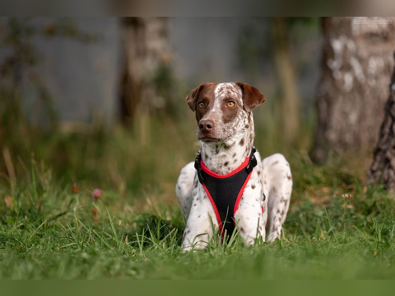 Hübsche Kira sucht liebevolles Zuhause Hübsche Kira sucht liebevolles Zuhause