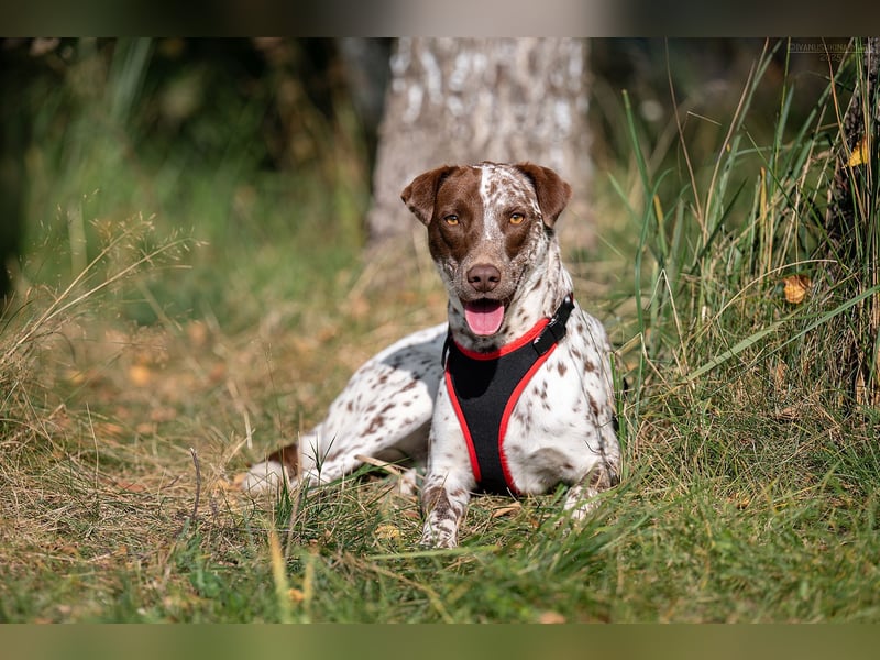 Zurückhaltende Kira sucht ihr Zuhause