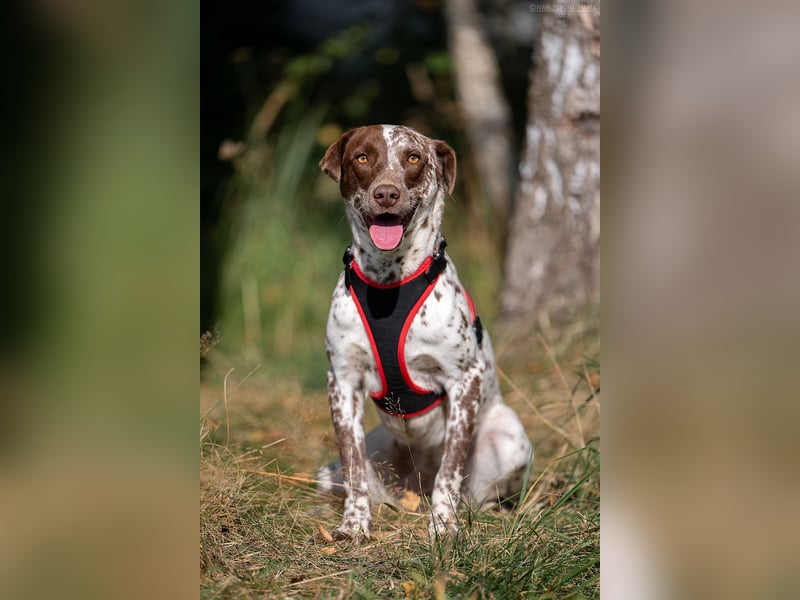 Vorsichtige Kira sucht ihr perfektes Zuhause