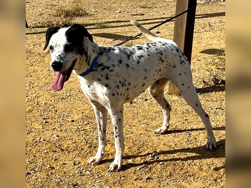 Bella, hofft auf eine neue Chance Bella, hofft auf eine neue Chance