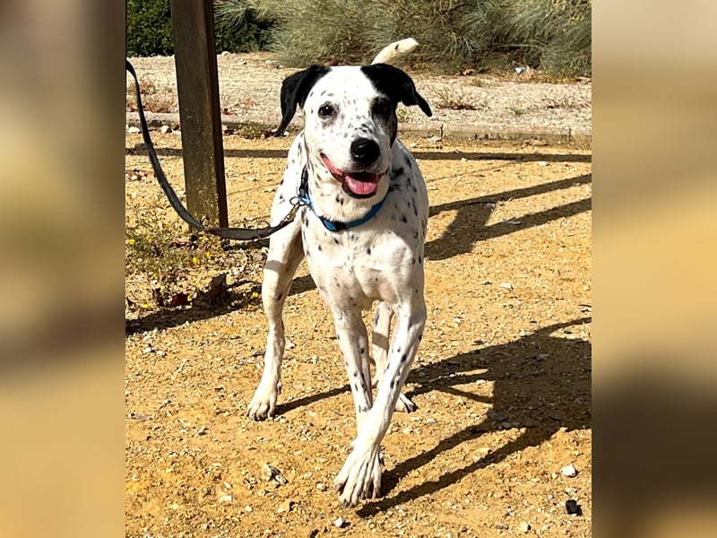 Bella, hofft auf eine neue Chance Bella, hofft auf eine neue Chance