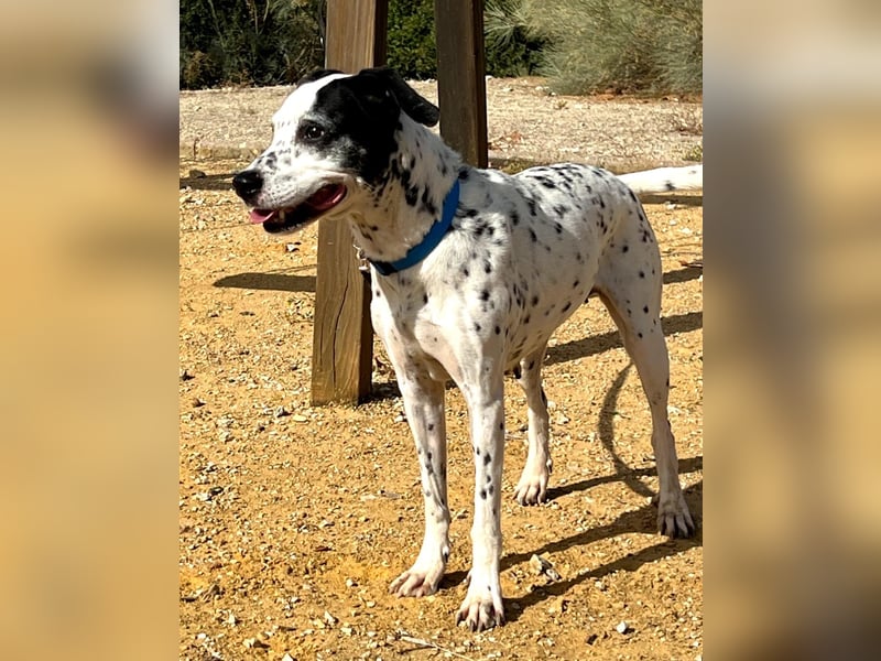 Bella, hofft auf eine neue Chance Bella, hofft auf eine neue Chance