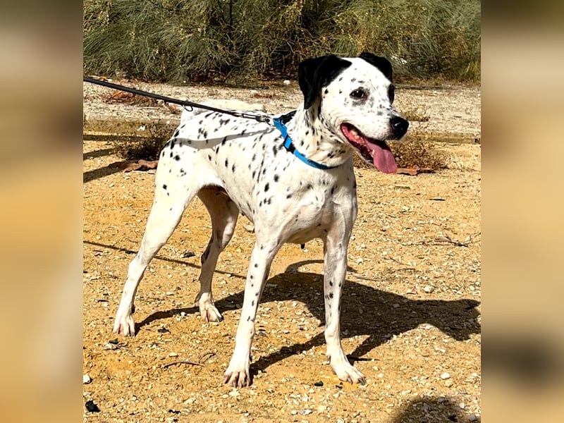 Bella, hofft auf eine neue Chance Bella, hofft auf eine neue Chance