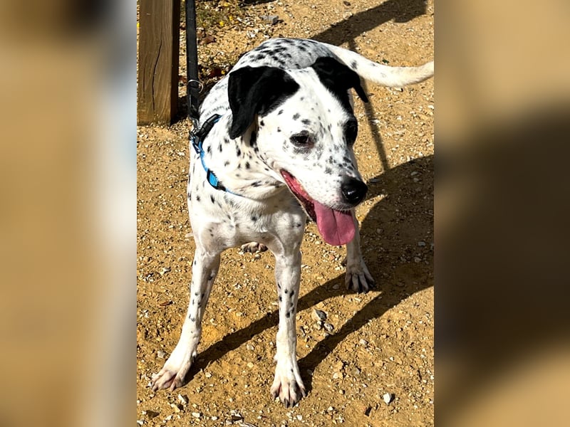 Bella, hofft auf eine neue Chance Bella, hofft auf eine neue Chance
