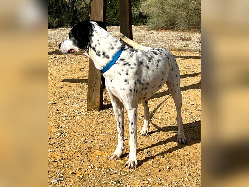 Bella, hofft auf eine neue Chance Bella, hofft auf eine neue Chance