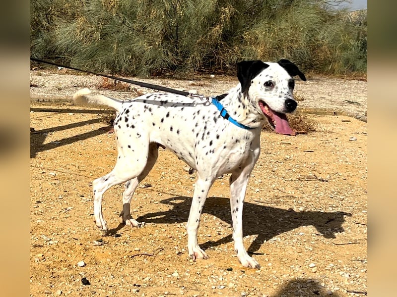 Bella, hofft auf eine neue Chance Bella, hofft auf eine neue Chance