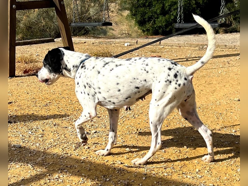 Bella, hofft auf eine neue Chance Bella, hofft auf eine neue Chance