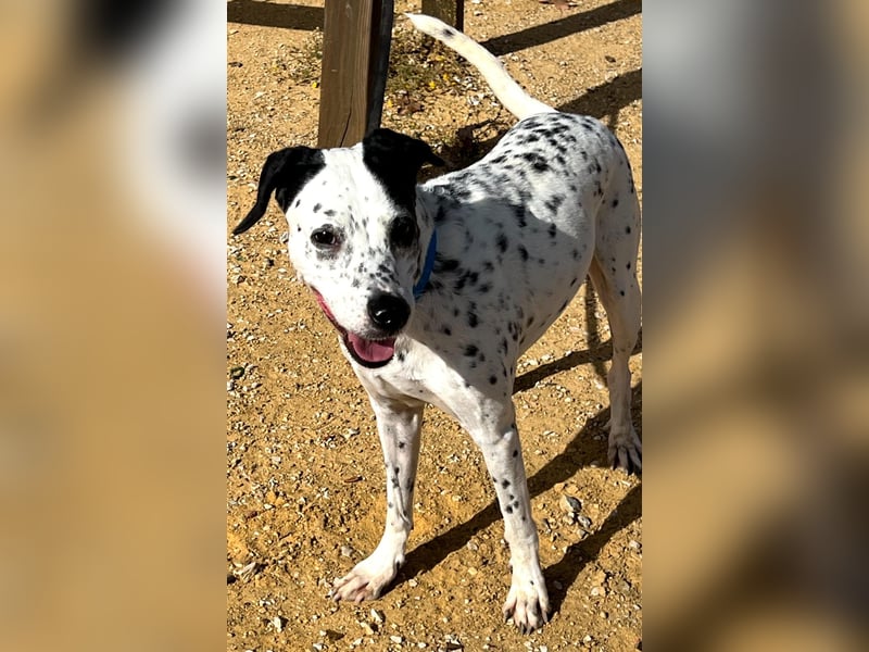 Bella, hofft auf eine neue Chance Bella, hofft auf eine neue Chance