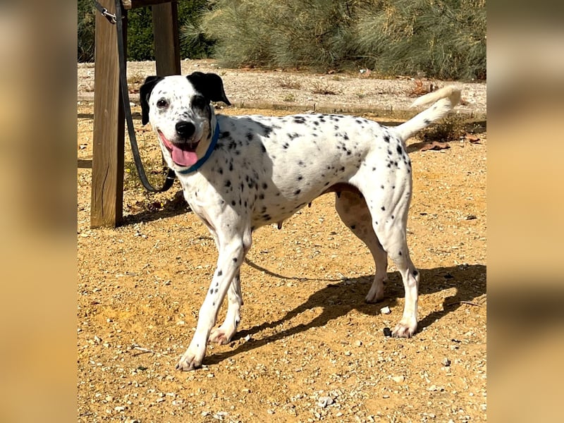 Bella, hofft auf eine neue Chance Bella, hofft auf eine neue Chance