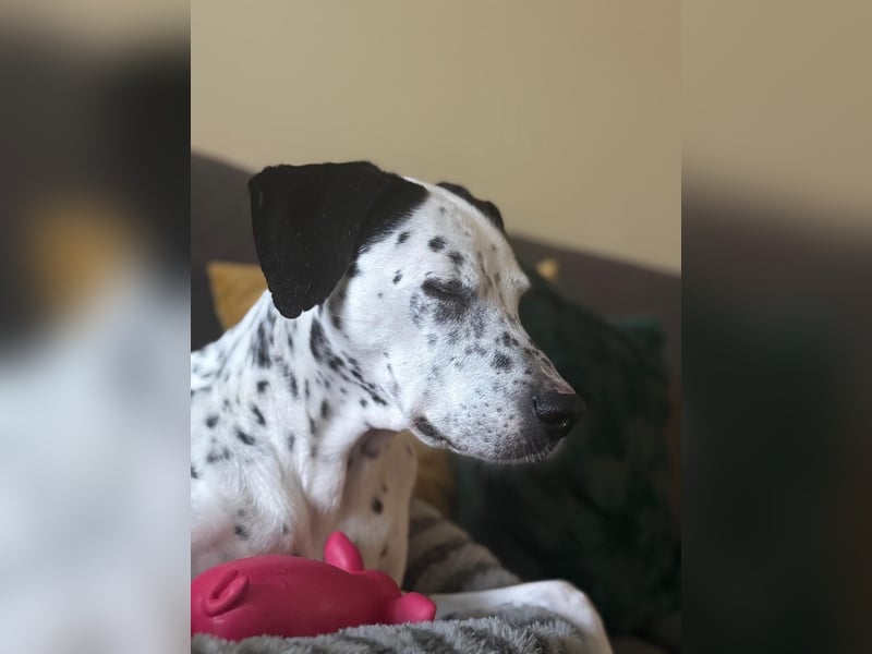 Damit Bella sich geborgen fühlt – ein Herzplatz ohne Einsamkeit