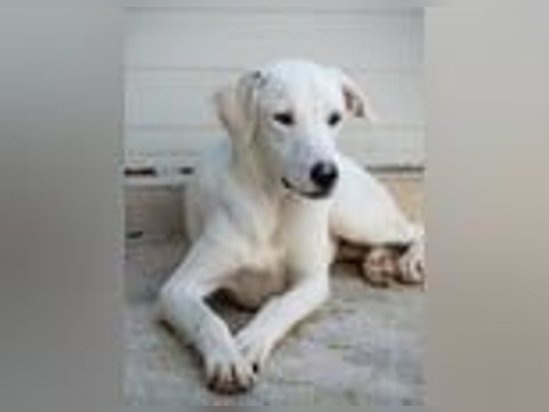 Monia- stille Sehnsucht nach Geborgenheit