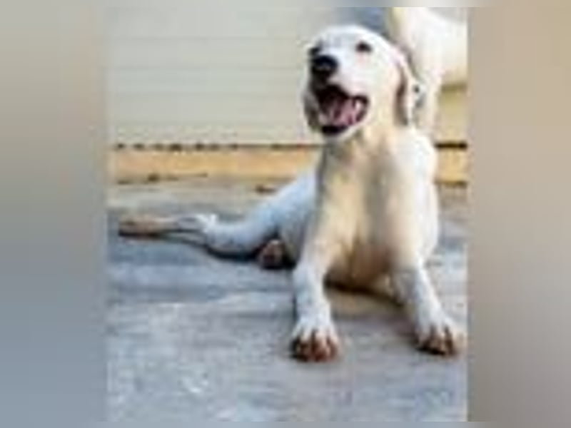 Marcello- Nimm' mich an die Pfote und zeig' mir die Welt!