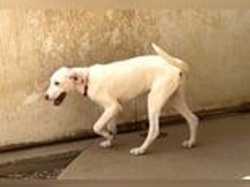 Marcella wartet ganz vorsichtig auf ihre Chance