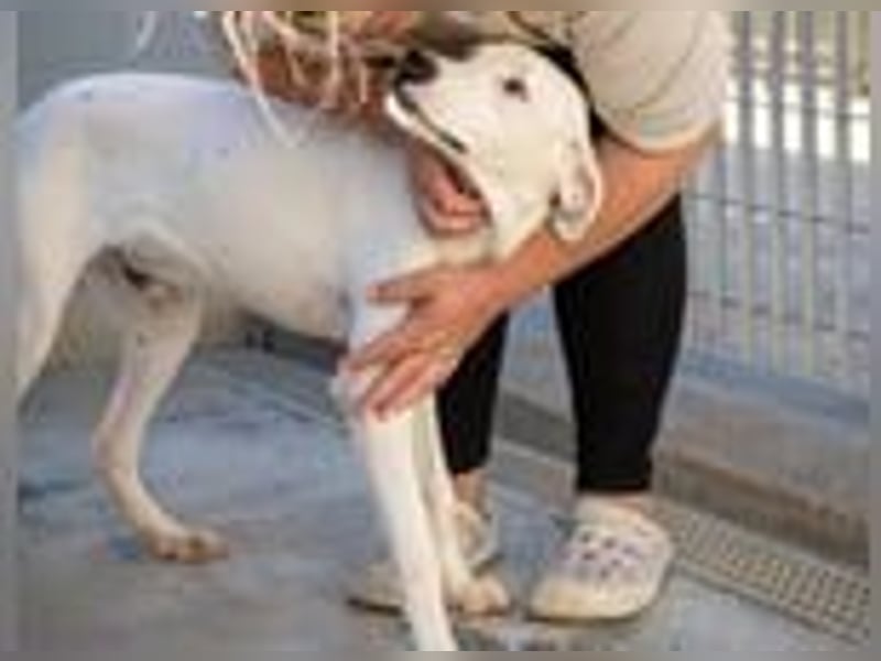 Marcello- Nimm' mich an die Pfote und zeig' mir die Welt!