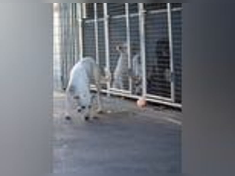 Marcella wartet ganz vorsichtig auf ihre Chance