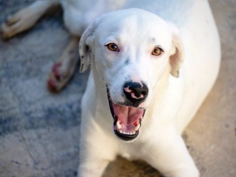 Marcello- Nimm' mich an die Pfote und zeig' mir die Welt!