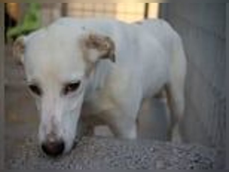 Marilia - ein Clown braucht Zeit zum Vertrauen