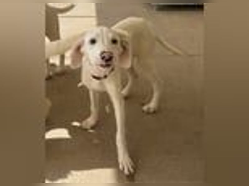 Marcella wartet ganz vorsichtig auf ihre Chance