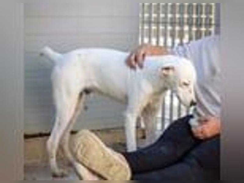 Marcello- Nimm' mich an die Pfote und zeig' mir die Welt!