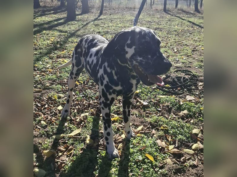 Jimmy, geboren 04.2025, 54cm sucht sein Körbchen
