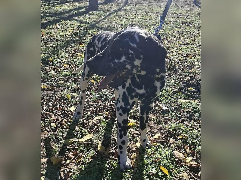 Jimmy, geboren 04.2025, 54cm sucht sein Körbchen