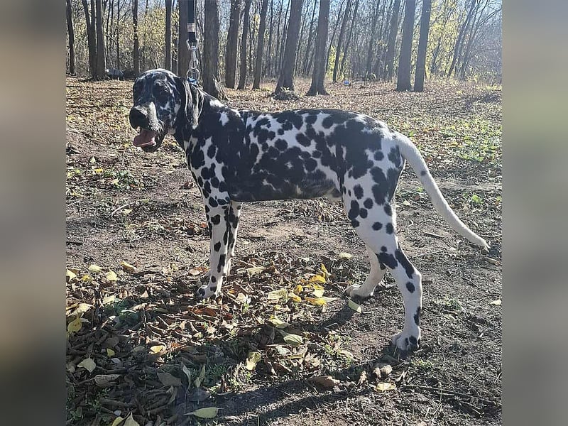 Jimmy, geboren 04.2025, 54cm sucht sein Körbchen