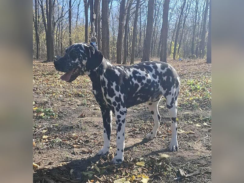 Jimmy, geboren 04.2025, 54cm sucht sein Körbchen