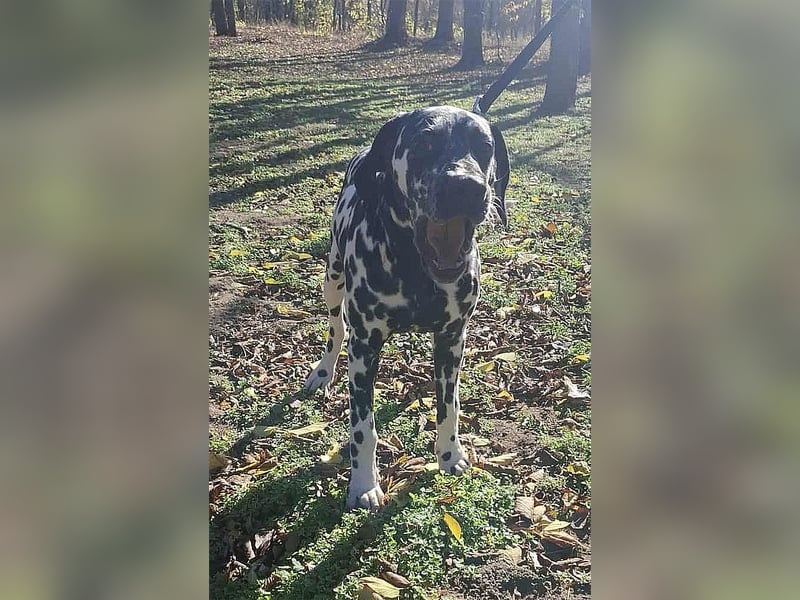 Jimmy, geboren 04.2025, 54cm sucht sein Körbchen