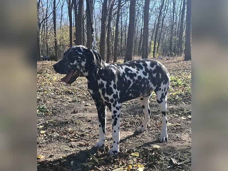 Jimmy, geboren 04.2025, 54cm sucht sein Körbchen