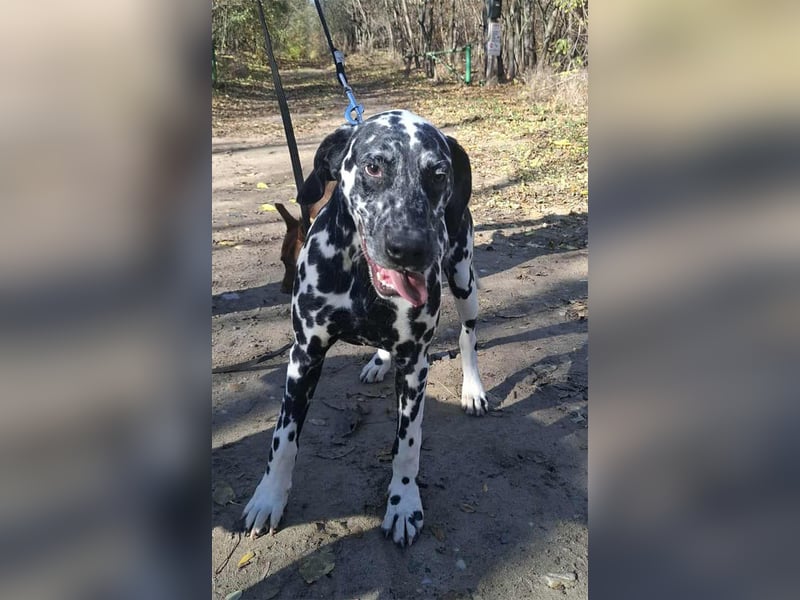 Jimmy, geboren 04.2025, 54cm sucht sein Körbchen