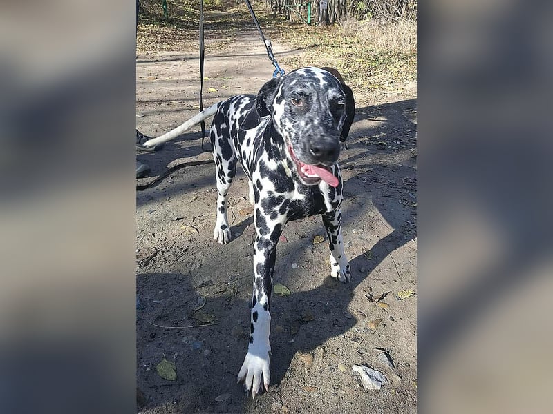 Jimmy, geboren 04.2025, 54cm sucht sein Körbchen