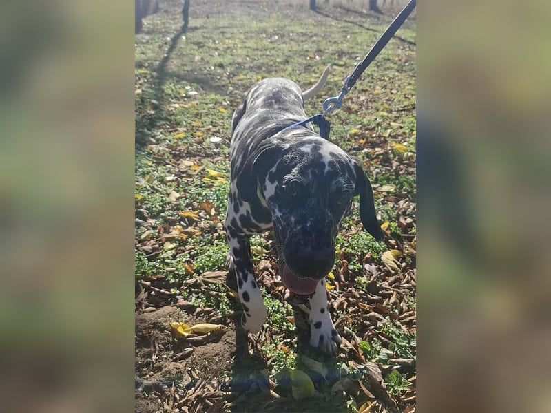 Jimmy, geboren 04.2025, 54cm sucht sein Körbchen