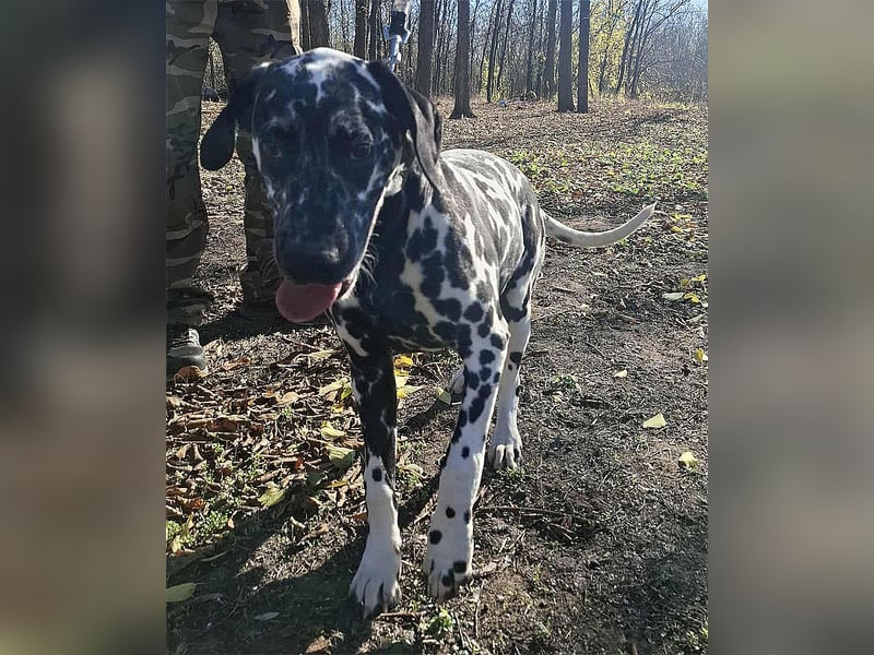 Jimmy, geboren 04.2025, 54cm sucht sein Körbchen