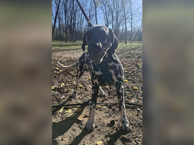 Jimmy, geboren 04.2025, 54cm sucht sein Körbchen
