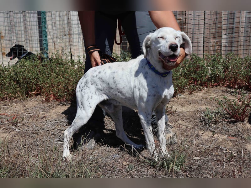 Wer öffnet sein ❤️ für SALVADOR - einen alten fast blinden Hund ??