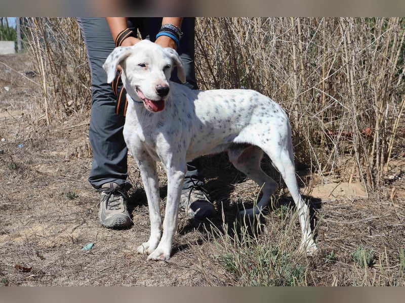 Wer öffnet sein ❤️ für SALVADOR - einen alten fast blinden Hund ??
