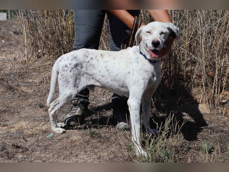 Wer öffnet sein ❤️ für SALVADOR - einen alten fast blinden Hund ??