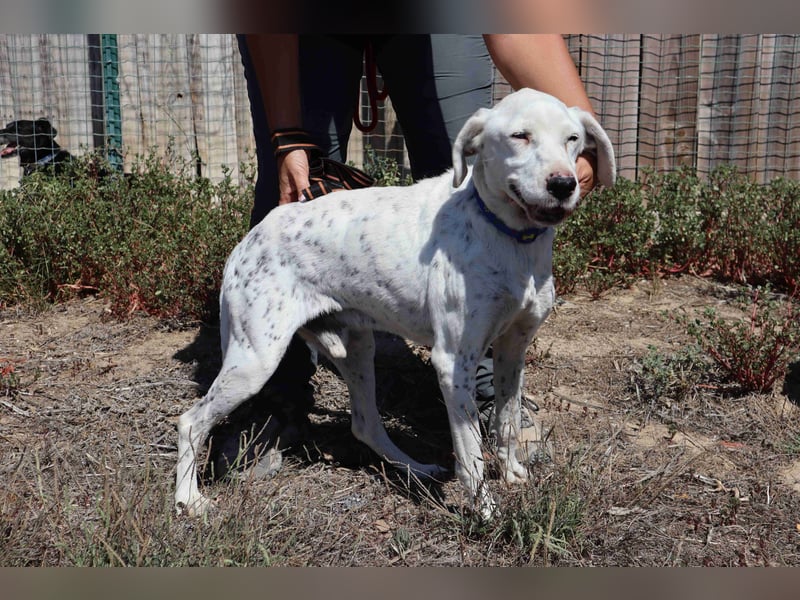 Wer öffnet sein ❤️ für SALVADOR - einen alten fast blinden Hund ??