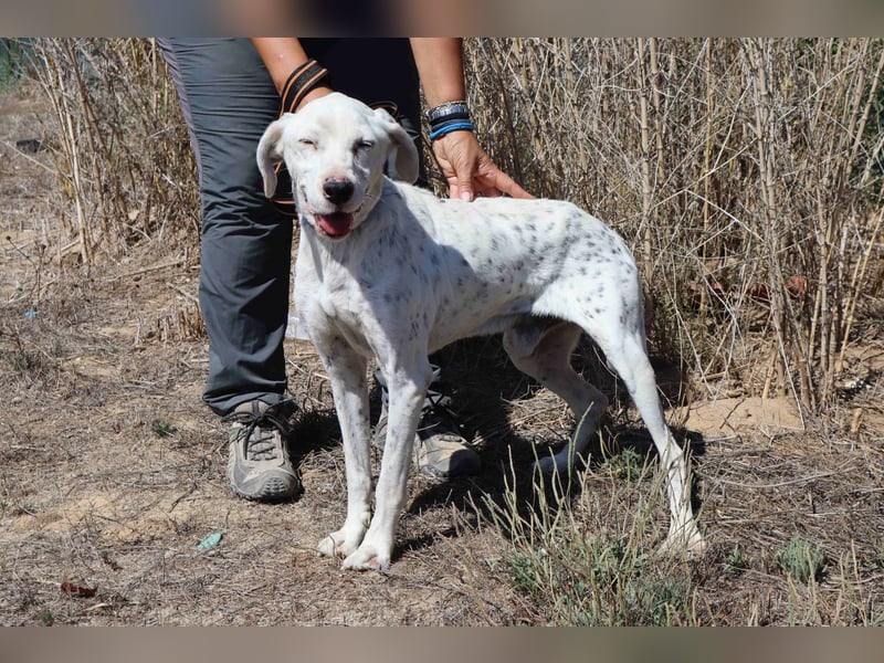 Wer öffnet sein ❤️ für SALVADOR - einen alten fast blinden Hund ??