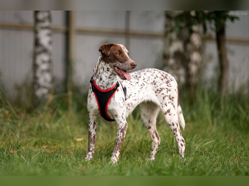 Vorsichtige Kira sucht ihre Menschen