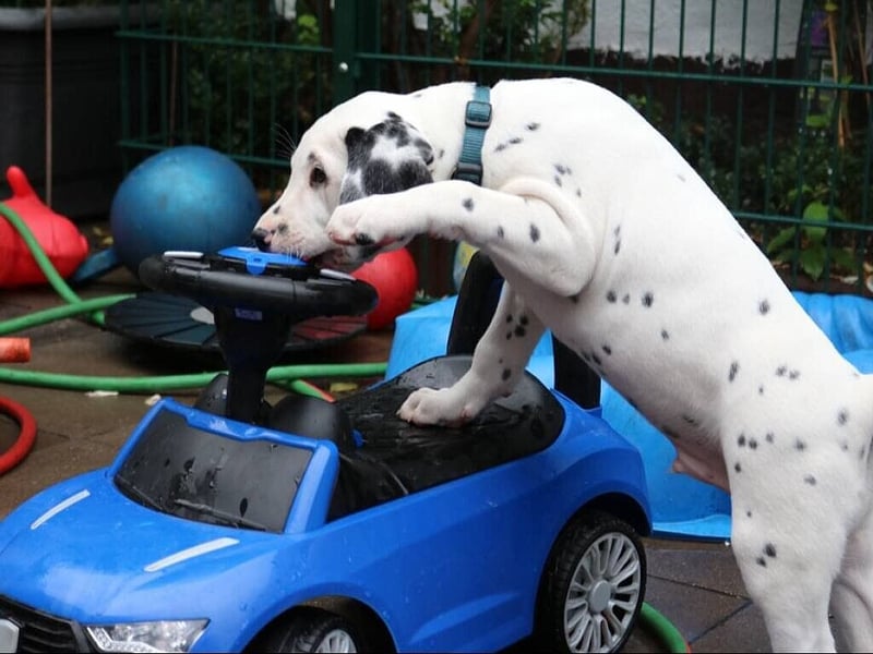 LUA Dalmatiner aus dem Haus Punctum  im April 2026 in NRW