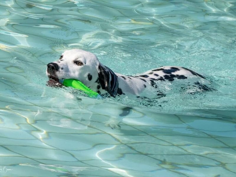 LUA Dalmatiner aus dem Haus Punctum  im April 2026 in NRW