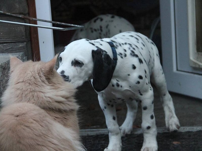 LUA Dalmatiner aus dem Haus Punctum  im April 2026 in NRW