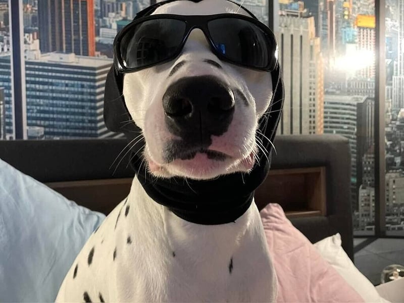 LUA Dalmatiner aus dem Haus Punctum  im April 2026 in NRW