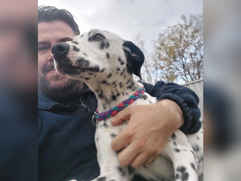 Kongo - Dalmatiner Mix sucht liebevolles Zuhause!