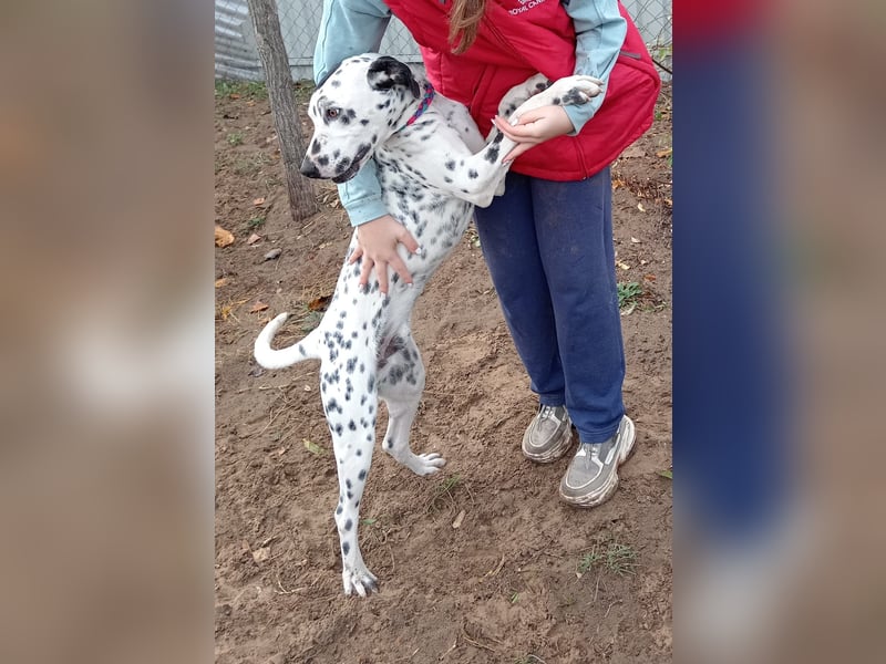 Kongo - Dalmatiner Mix sucht liebevolles Zuhause!
